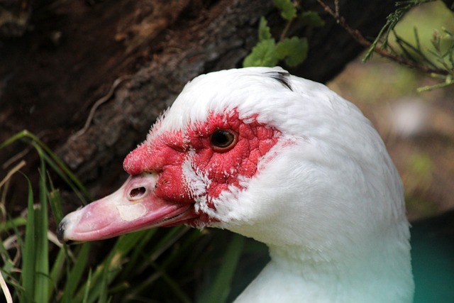 杨珍意女追 杨珍意女追
